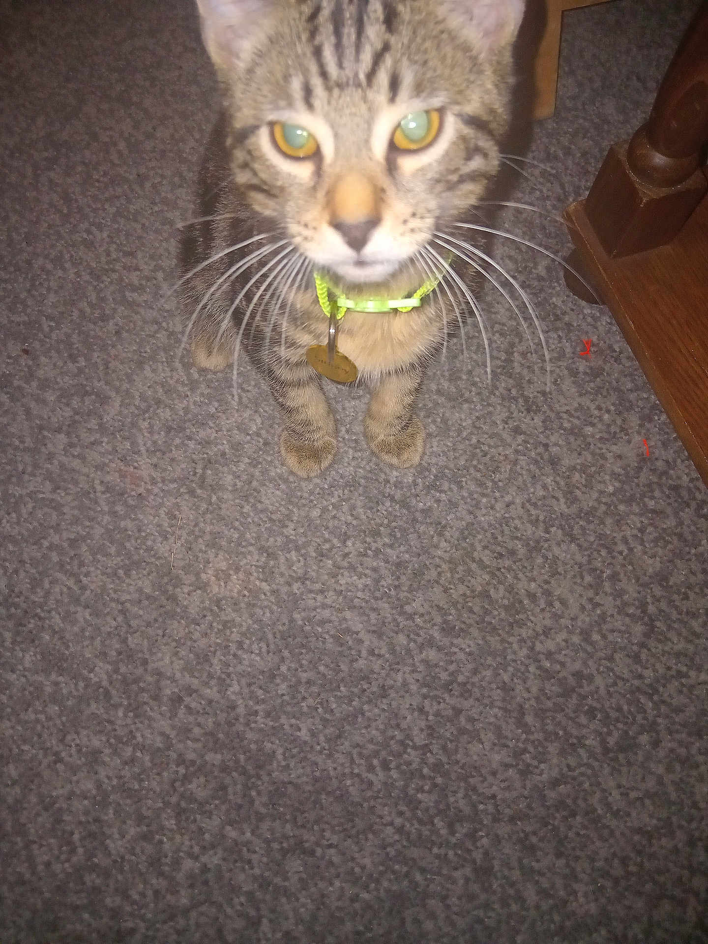 Sidney joined the competition — help win amazing prizes! cat, tabby, collar, pet, indoor, carpet, furniture, whiskers, closeup, curious, animal, domestic, cute, floor, tag, neon, eyes, fur, paws, home