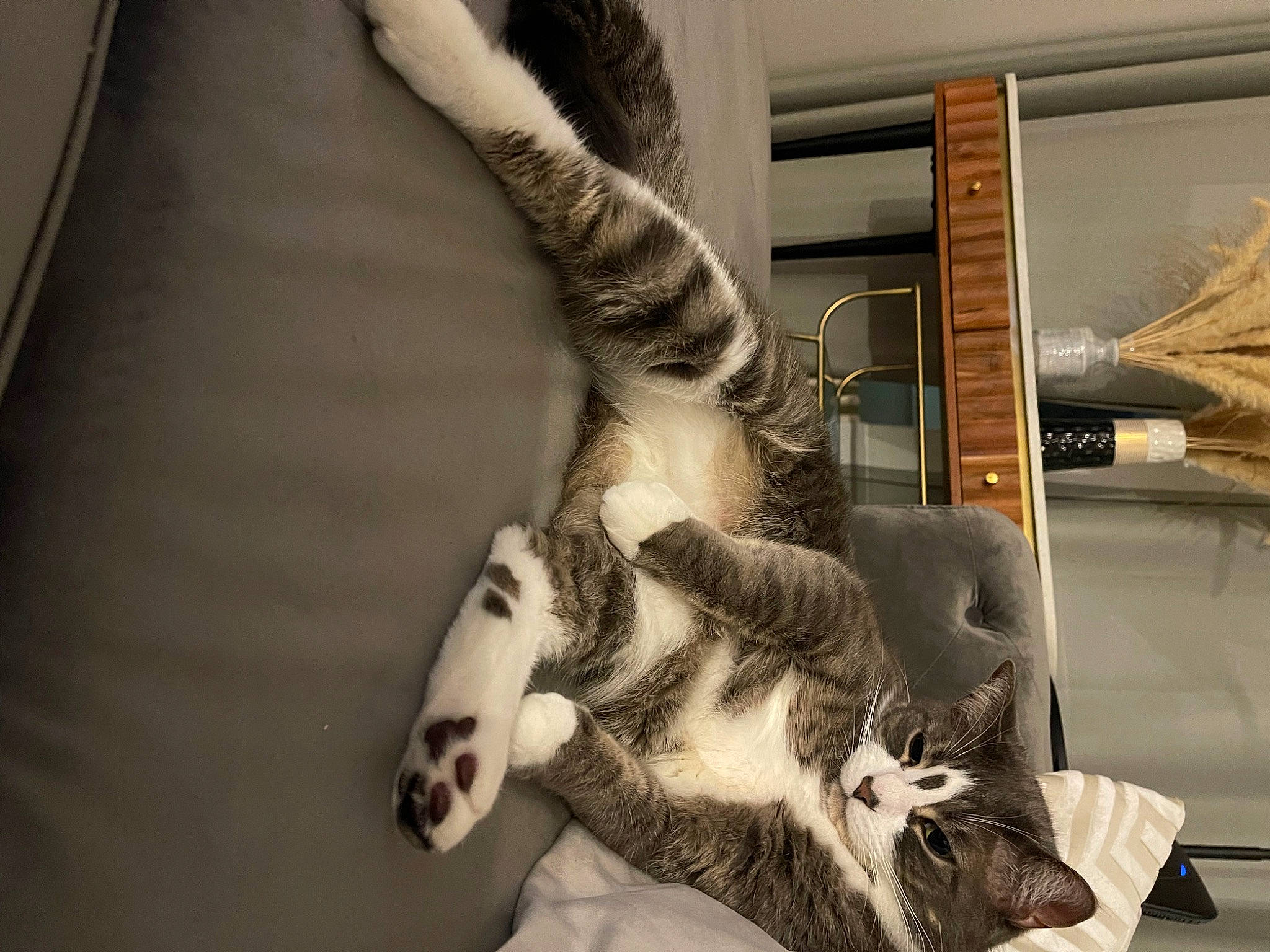 Jorge joined the competition — help win amazing prizes! carnivore, cat, claw, comfort, domestic_short_haired_cat, felidae, foot, fur, gesture, human_leg, linens, paw, room, small_to_medium_sized_cats, tail, whiskers, wood