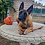 dog, german_shepherd, stick, basketball, garden_table, outdoor, backyard, fence, grass, plants, wooden_fence, sky, cloudy, house, ears, paws, animal, pet, curious, resting