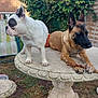 Voxy Venom participe au concours pour gagner de l'argent avec cette photo : dog, french_bulldog, belgian_malinois, stone_table, stick, backyard, grass, chair, brick_wall, wooden_fence, pet, animal, outdoor, mammal, canine, daylight, relaxed, garden, nature, playful
