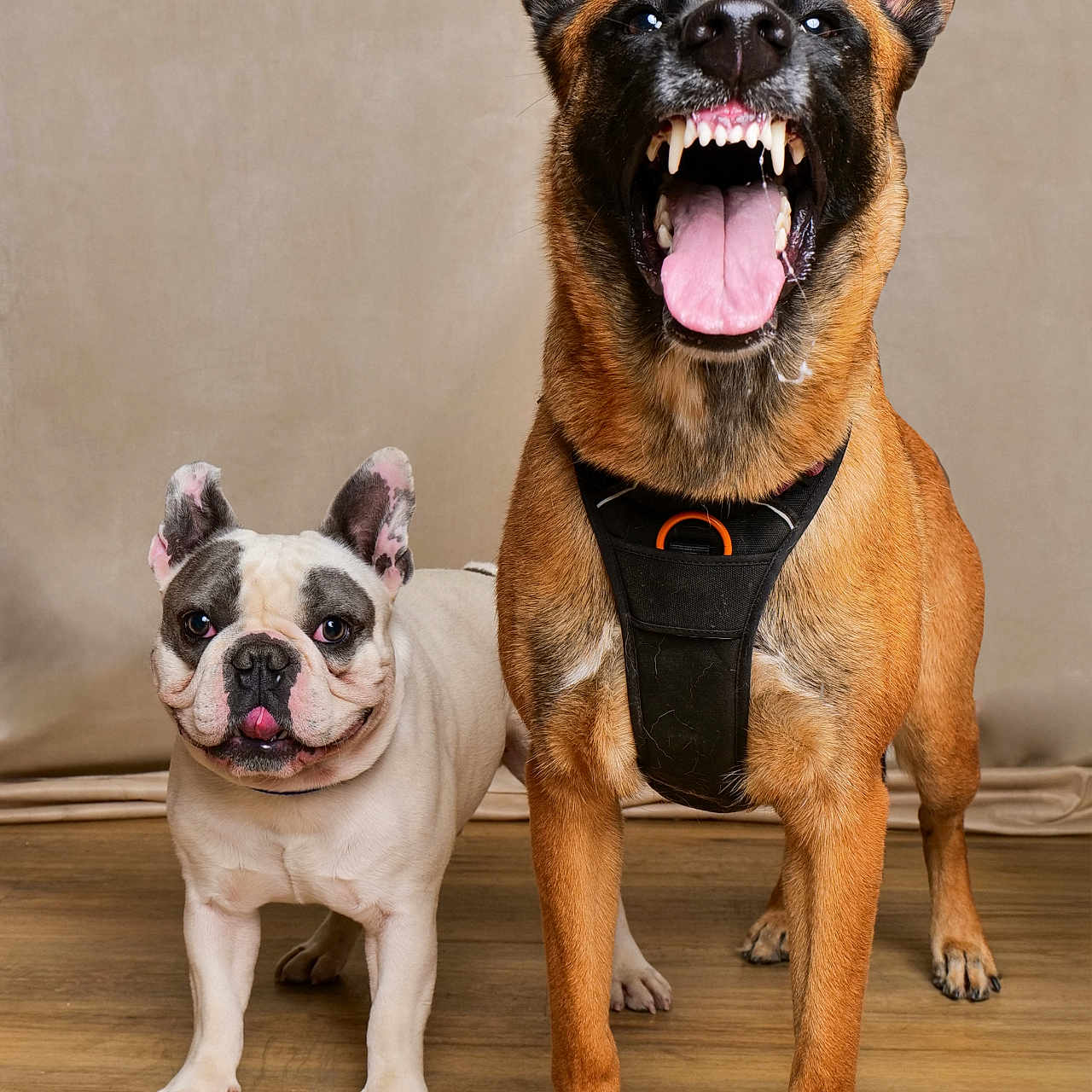 Voxy Venom a rejoint le concours — aidez-le/la à gagner de superbes lots ! animal, belgian_malinois, canine, collar, dog, ears, expression, french_bulldog, fur, harness, indoor, neutral_background, open_mouth, pet, playful, portrait, standing, tongue_out, two_dogs, wooden_floor