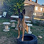 Voxy Venom a rejoint le concours — aidez-le/la à gagner de superbes lots ! dog, tire, backyard, grass, stone_table, stone_stool, lounge_chair, fence, greenery, tree, house, brick_chimney, sky, sunlight, outdoor, pet, animal, garden, canine, daytime