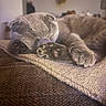 Mina a rejoint le concours — aidez-le/la à gagner de superbes lots ! cat, gray_cat, sleeping, sleepy, paw, paws, toe_beans, fur, furry, indoor, couch, blanket, home, cozy, relaxed, nap, animal, pet, close_up, portrait