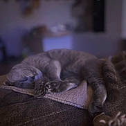 Mina a rejoint le concours — aidez-le/la à gagner de superbes lots ! cat, sleeping, gray_cat, pet, animal, paw, cushion, sofa, indoor, cozy, nap, relaxed, feline, fur, whiskers, portrait, low_light, purple_lighting, home, resting