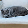 cat, gray_cat, sleeping, sleepy, pet, feline, fur, paws, tail, cushion, bench, furniture, indoor, cozy, relaxed, resting, animal_portrait, soft_lighting, neutral_background, cute