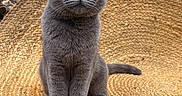 Mina participe au concours pour gagner de l'argent avec cette photo : cat, gray_cat, scottish_fold, pet, animal, portrait, sitting, upright, green_eyes, whiskers, fur, folded_ears, tail, woven_chair, wicker, indoor, plants, textured_background, close_up, adorable