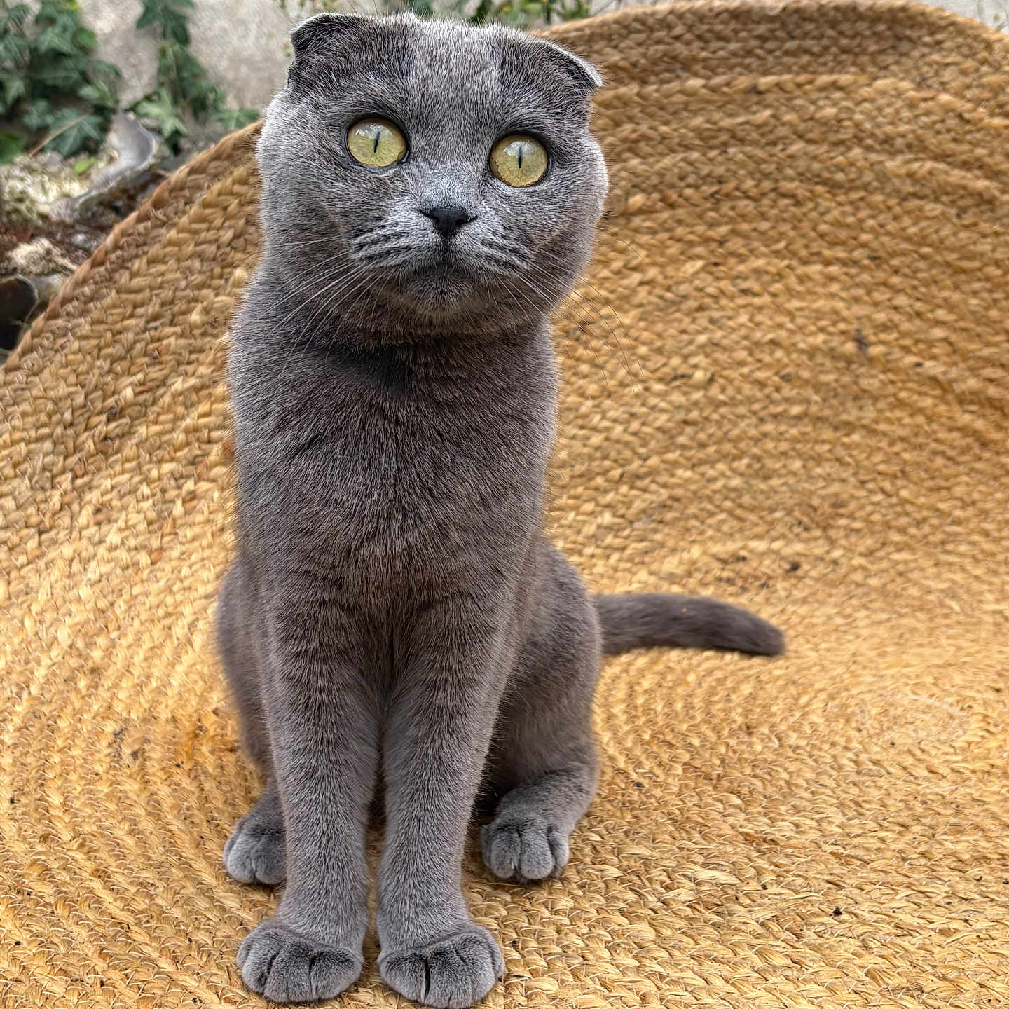 Mina participe au concours pour gagner de l'argent avec cette photo : cat, gray_cat, scottish_fold, pet, animal, portrait, sitting, upright, green_eyes, whiskers, fur, folded_ears, tail, woven_chair, wicker, indoor, plants, textured_background, close_up, adorable