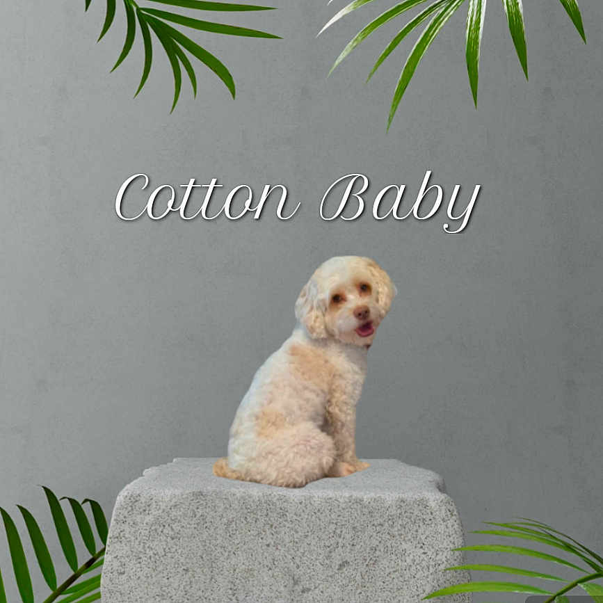 Cotton Baby joined the competition — help win amazing prizes! animal, canine, cockerspaniel, dog, goldenretriever, jar, leaf, pet, plant, planter, poodle, pottedplant, pottery, puppy, slate, summer, terrier, tree, vase, whitedog