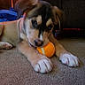 puppy, dog, tennis_ball, carpet, indoor, pet, cute, animal, playing, lying_down, cozy, brown, black, white, fur, ears, nose, paws, couch, soft_lighting