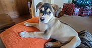 Stanley is registered to the contest to win money with this photo: puppy, dog, orange_towel, couch, living_room, christmas_tree, presents, holiday, decorations, wood_paneling, blanket, cute, pet, indoor, cozy, fur, domestic_animal, relaxing, home, furniture