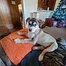 puppy, dog, orange_towel, couch, living_room, christmas_tree, presents, holiday, decorations, wood_paneling, blanket, cute, pet, indoor, cozy, fur, domestic_animal, relaxing, home, furniture