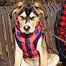 puppy, dog, vest, red, blue, checkered, bench, outdoor, sunlight, sleepy, sitting, plastic_bench, canine, pet, young_dog, nature, trees, leash, animal, resting