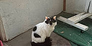 Nova is registered to the contest to win money with this photo: cat, black_and_white, fluffy, sitting, indoor, porch, concrete_floor, carpet, window, screen, furniture, wooden, outdoor_view, house, truck, suburban, daylight, quiet, pet, animal