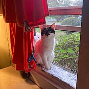 Nova is registered to the contest to win money with this photo: cat, windowsill, orange_towels, window, greenery, indoor, natural_light, black_and_white, curious, pet, animal, household, sunlight, curtains, fabric, clothes_pins, plant, daylight, home, domestic