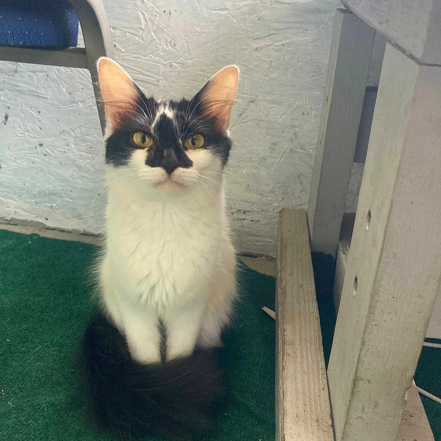 Nova is registered to the contest to win money with this photo: alert, animal, black_and_white, calm, carpet, cat, chair, cute, domestic_cat, fur, furniture, household, indoor, looking, pet, portrait, sitting, whiskers, wood, yellow_eyes