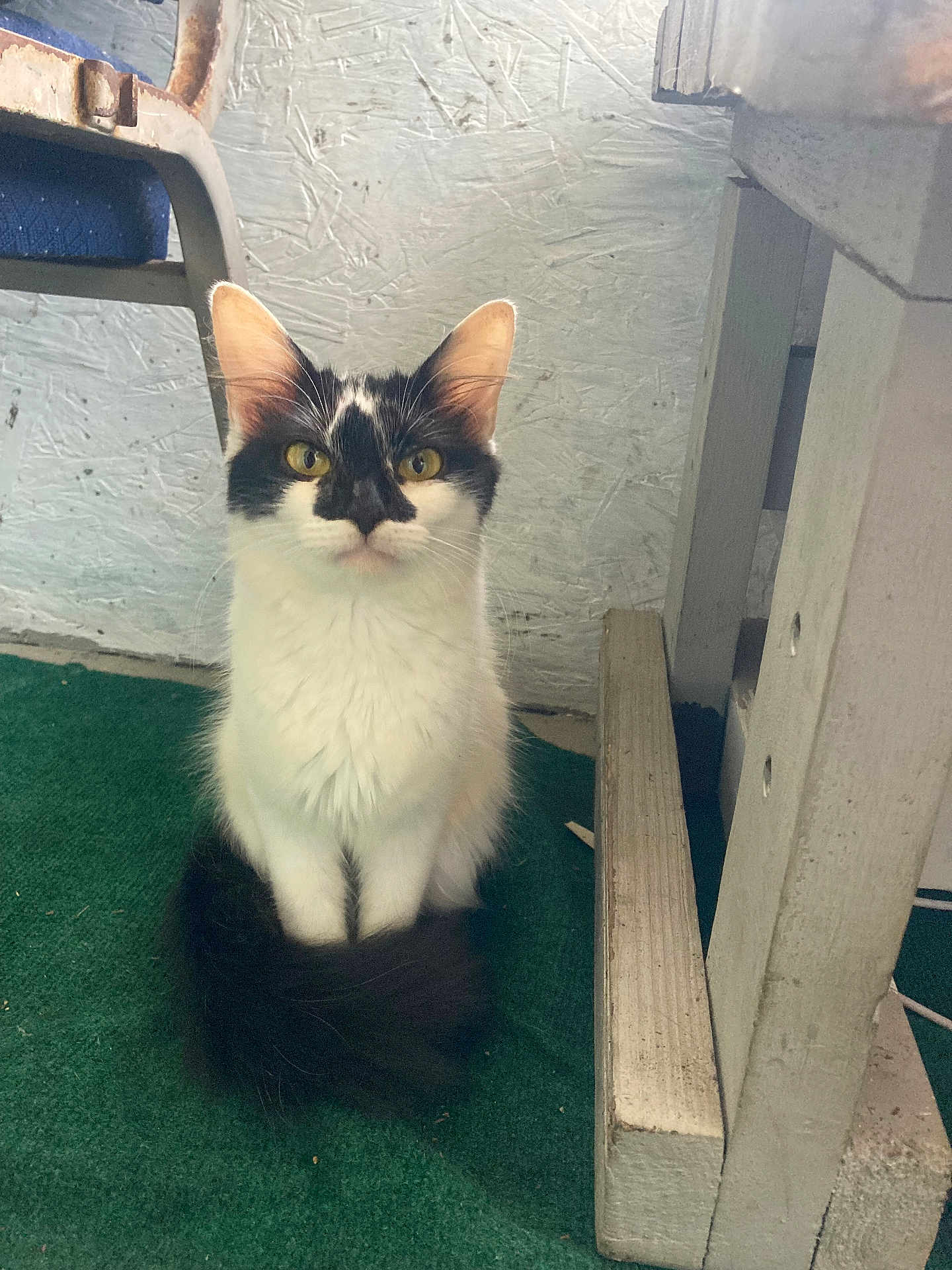 Nova