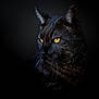 animal, animal_portrait, black_cat, black_fur, cat, close_up, cute, dark_background, domestic_cat, feline, focused, intense_gaze, majestic, mystery, pet, portrait, soft_light, whiskers, wildlife, yellow_eyes