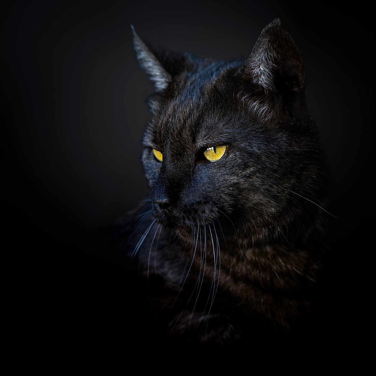 Chicha a rejoint le concours — aidez-le/la à gagner de superbes lots ! animal, animal_portrait, black_cat, black_fur, cat, close_up, cute, dark_background, domestic_cat, feline, focused, intense_gaze, majestic, mystery, pet, portrait, soft_light, whiskers, wildlife, yellow_eyes