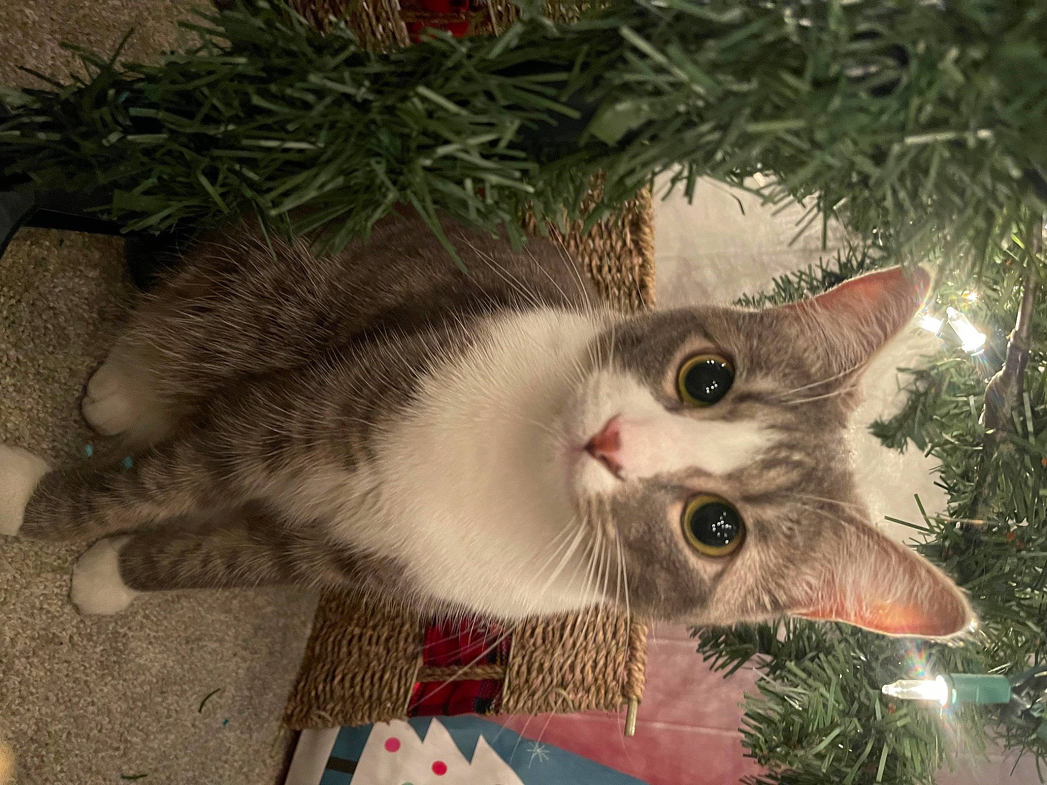 Gravy joined the competition — help win amazing prizes! carnivore, cat, christmas_ornament, christmas_tree, domestic_short_haired_cat, eye, fawn, felidae, fur, grass, holiday, holiday_ornament, plant, small_to_medium_sized_cats, snout, tail, tree, twig, whiskers, window