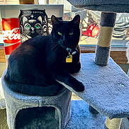 Blake joined the competition — help win amazing prizes! black_cat, cat_tree, window, green_eyes, indoor, plush, furniture, sitting, relaxed, collar, tag, natural_light, decor, limited_edition_can, illustration, animal, pet, cozy, daylight, home
