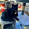 black_cat, cat_tree, window, green_eyes, indoor, plush, furniture, sitting, relaxed, collar, tag, natural_light, decor, limited_edition_can, illustration, animal, pet, cozy, daylight, home