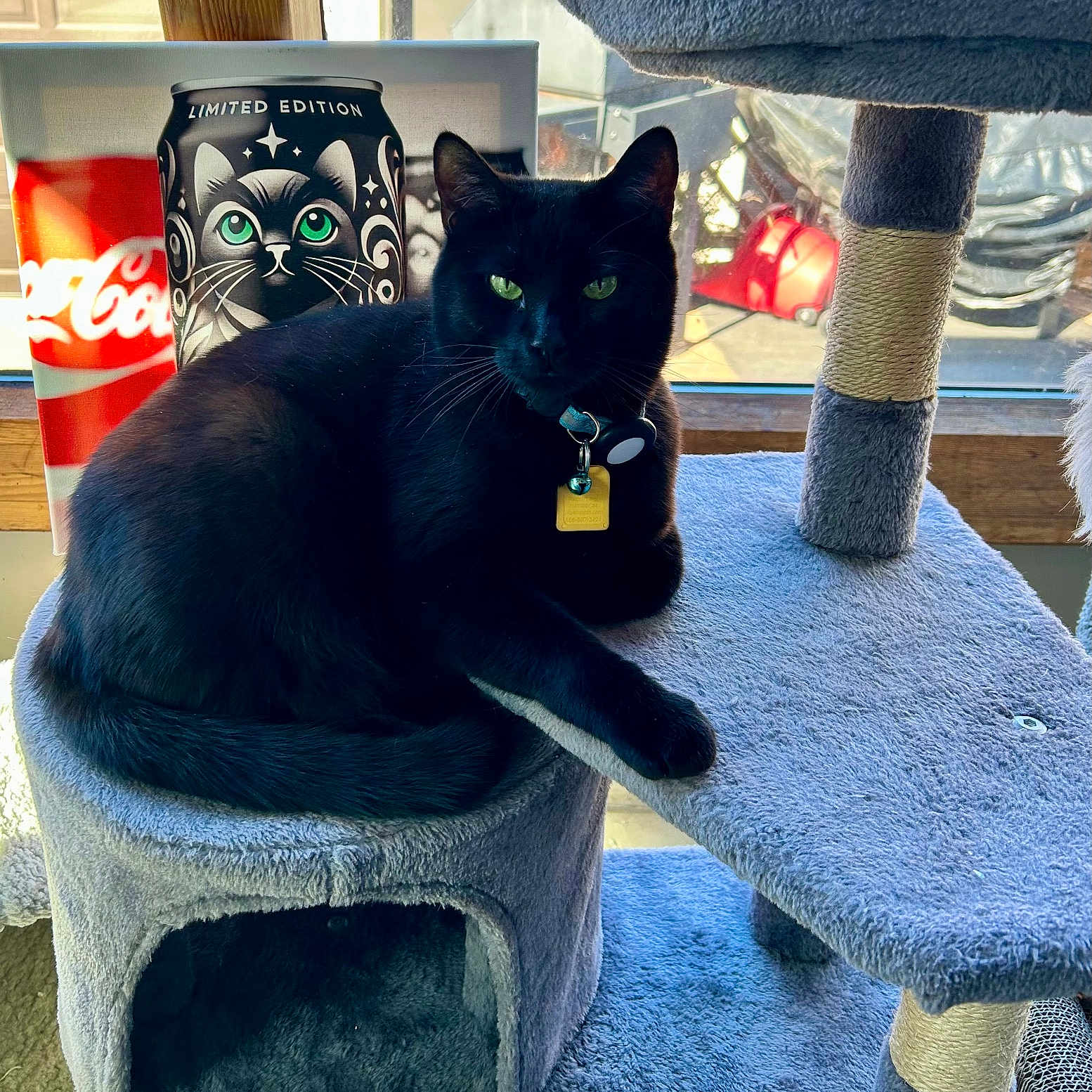 Blake joined the competition — help win amazing prizes! black_cat, cat_tree, window, green_eyes, indoor, plush, furniture, sitting, relaxed, collar, tag, natural_light, decor, limited_edition_can, illustration, animal, pet, cozy, daylight, home