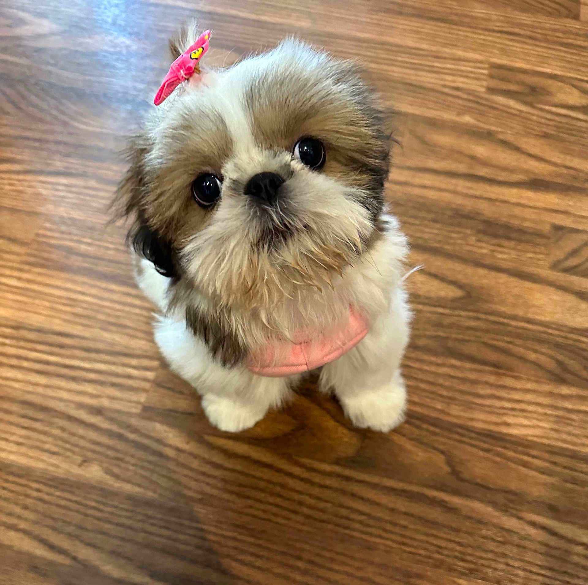 Sadie joined the competition — help win amazing prizes! puppy, dog, pet, fluffy, bow, pink, cute, wooden_floor, small, adorable, fur, animal, indoor, looking_up, young, companion, mammal, domestic, sitting, face
