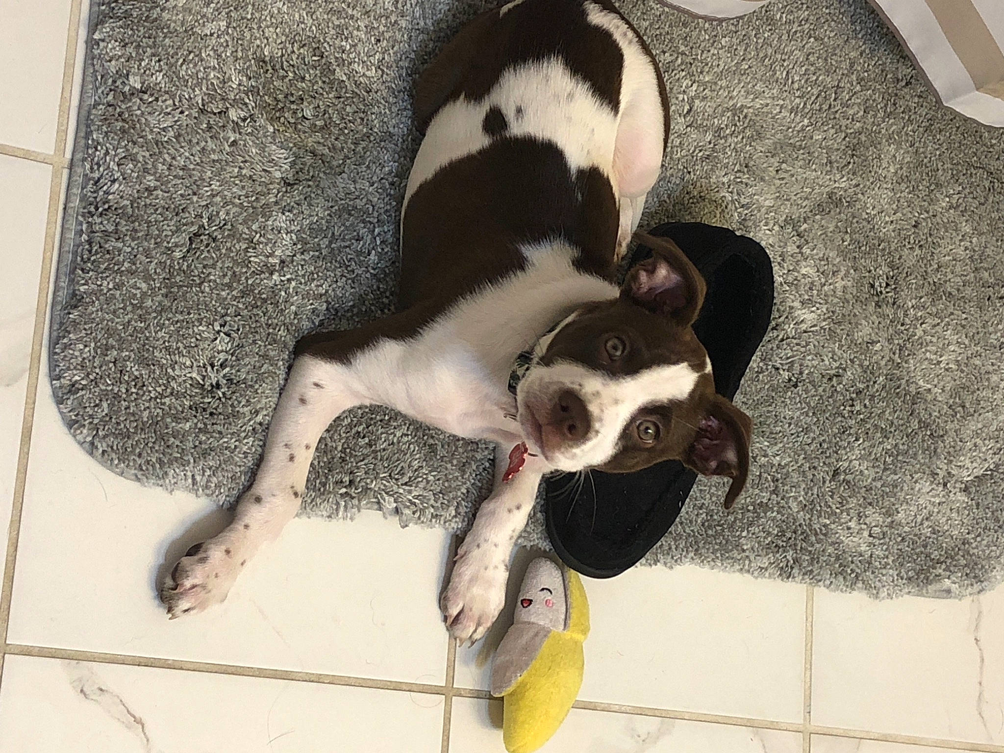 Bo is registered to the contest to win money with this photo: boston_terrier, canidae, carnivore, companion_dog, dog, dog_breed, ear, french_bulldog, mammal, non_sporting_group, pointer, puppy, snout, sporting_group, tail, vertebrate