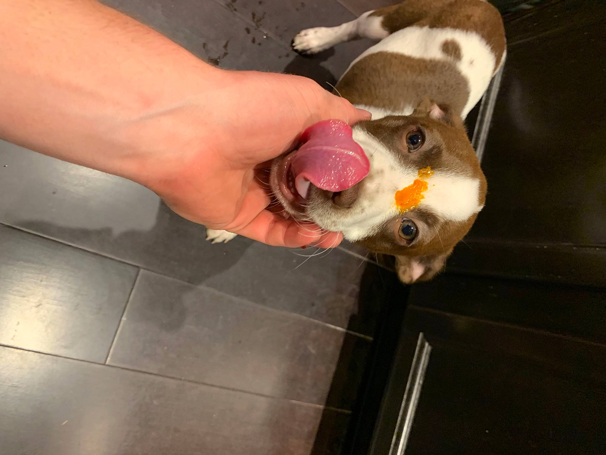 Bo joined the competition — help win amazing prizes! ear, fawn, hand, snout