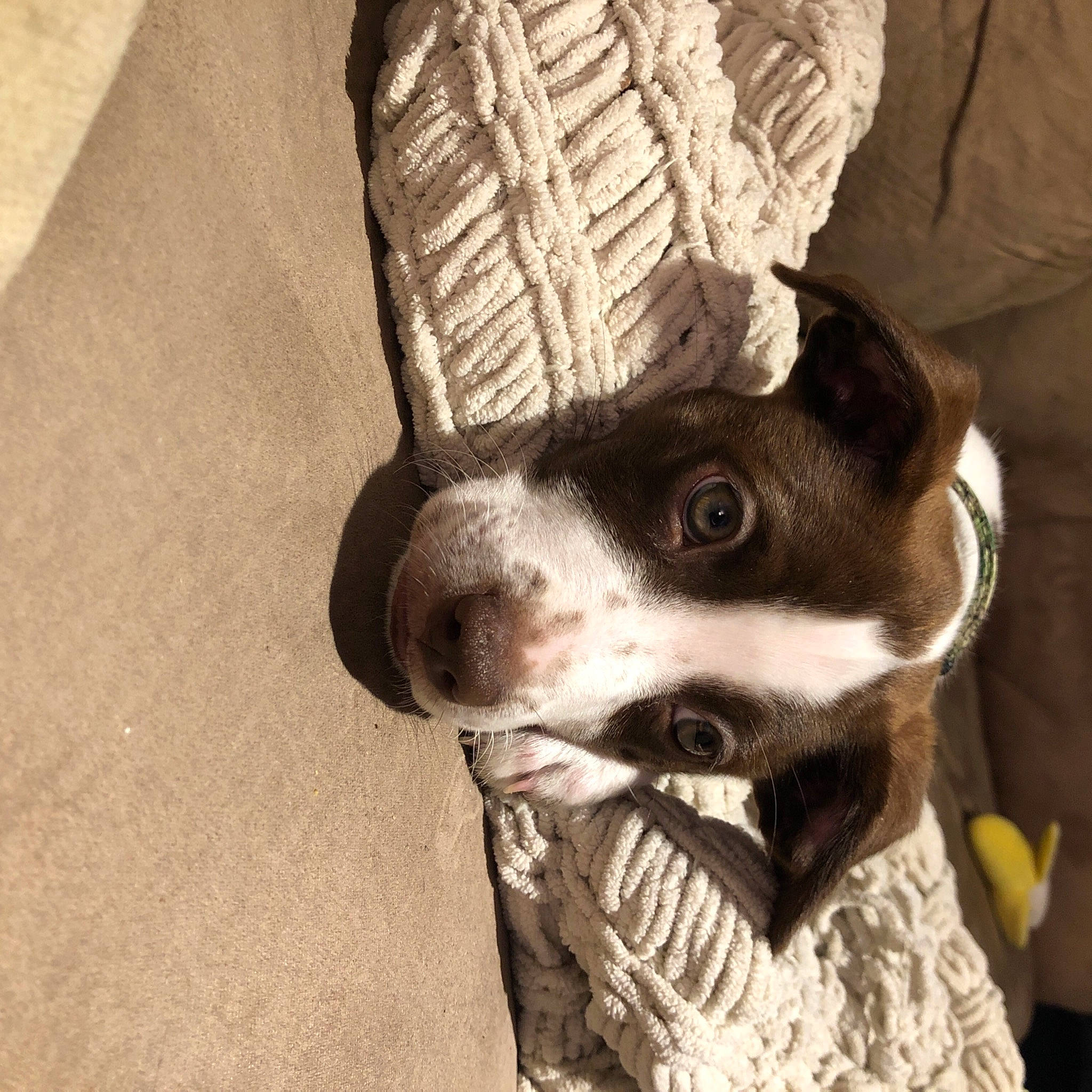 Bo is registered to the contest to win money with this photo: boston_terrier, canidae, carnivore, companion_dog, dog, dog_breed, feist, head, non_sporting_group, nose, pit_bull, pointer, snout, sporting_group