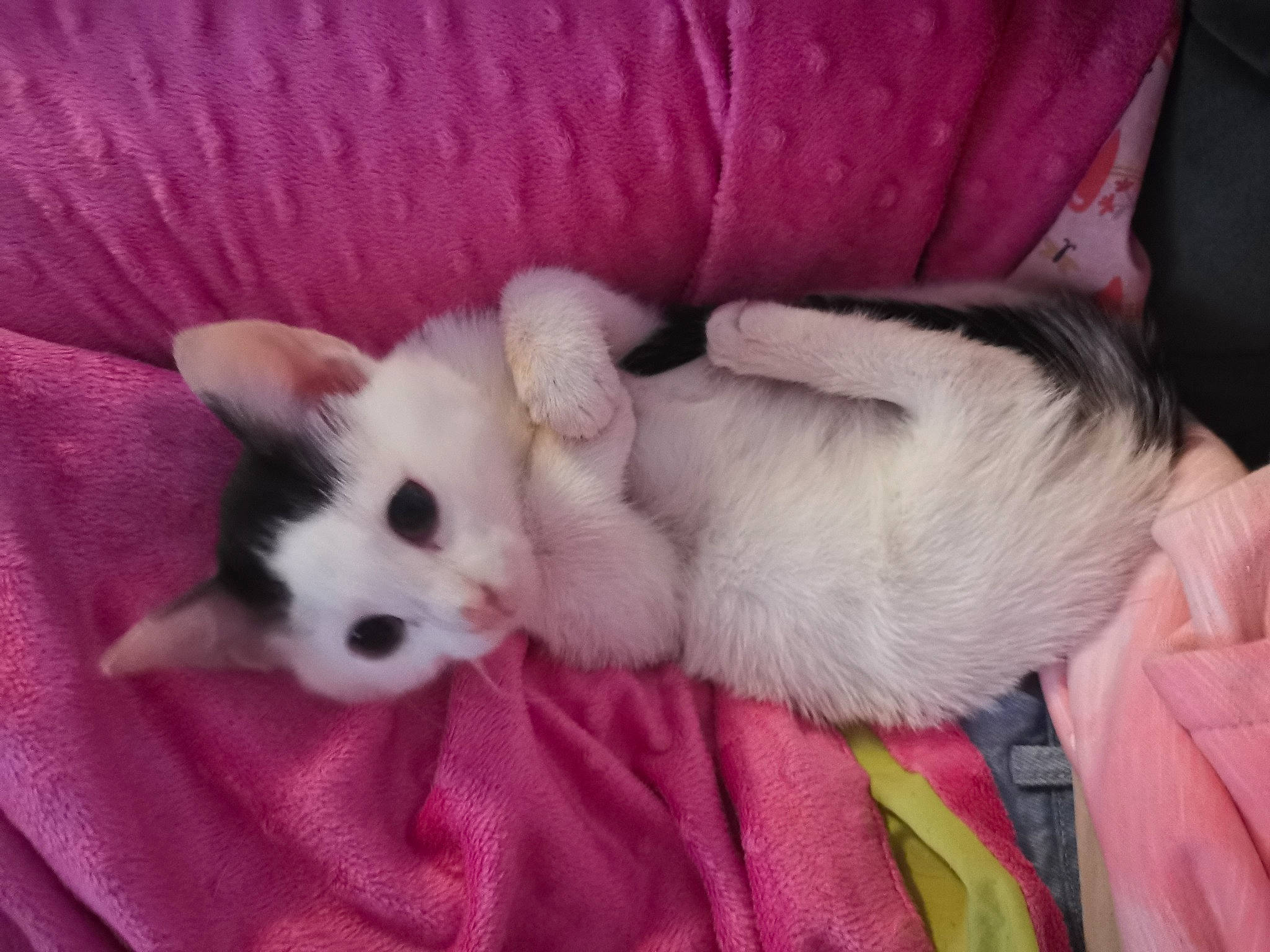 Leyla participe au concours pour gagner de l'argent avec cette photo : carnivore, cat, claw, comfort, domestic_short_haired_cat, eye, fawn, felidae, fur, magenta, nap, paw, pink, small_to_medium_sized_cats, snout, tail, whiskers