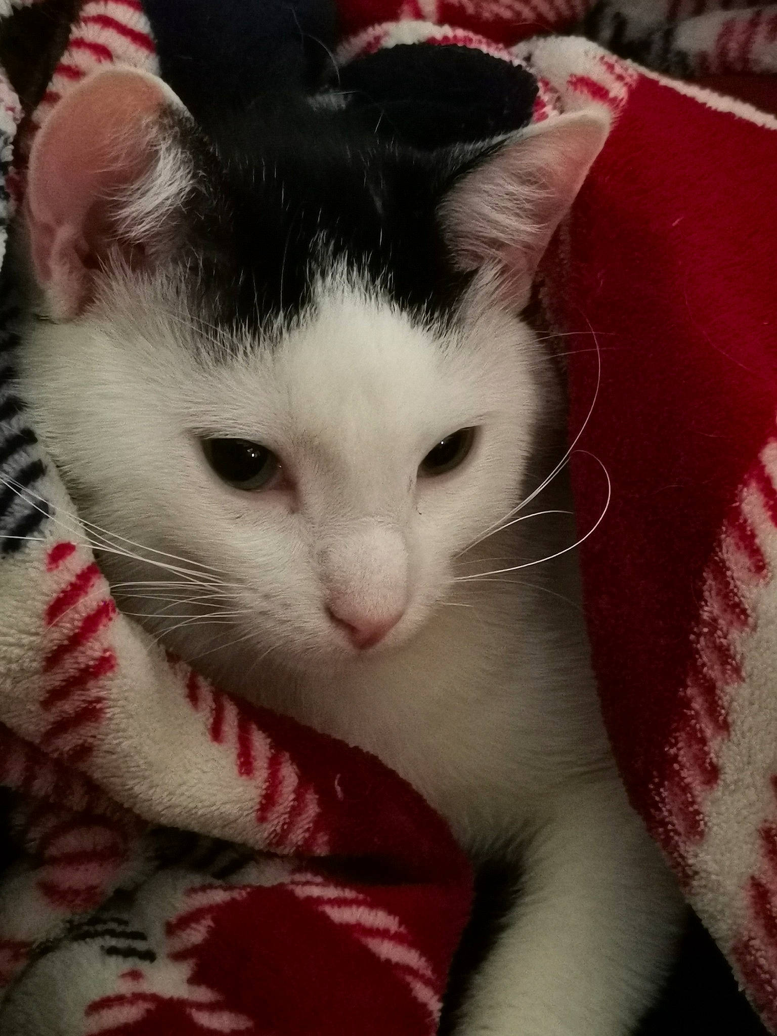 Leyla a rejoint le concours — aidez-le/la à gagner de superbes lots ! carmine, carnivore, cat, claw, comfort, domestic_short_haired_cat, felidae, fur, nap, paw, plant, small_to_medium_sized_cats, snout, tail, whiskers, window