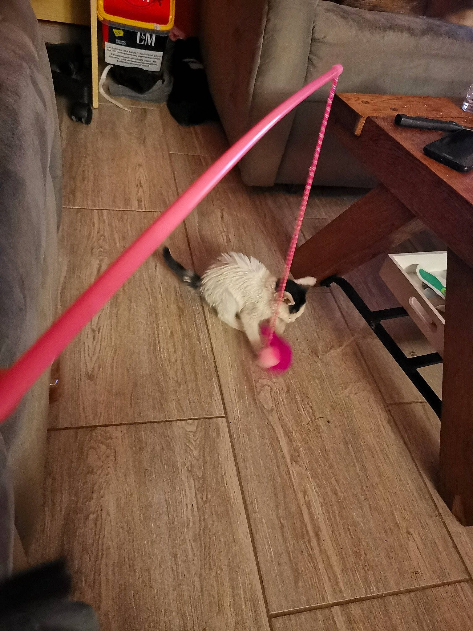 Leyla a rejoint le concours — aidez-le/la à gagner de superbes lots ! automotive_tire, carnivore, companion_dog, dog, dog_breed, fawn, felidae, floor, flooring, hardwood, laminate_flooring, plank, small_to_medium_sized_cats, tail, toy_dog, whiskers, wood, wood_flooring, wood_stain, working_animal