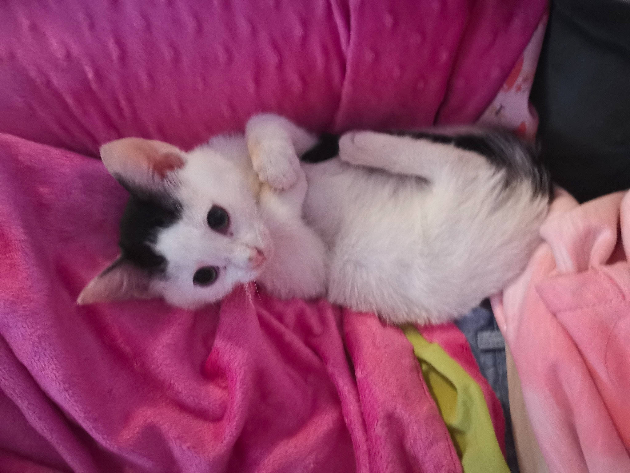 Leyla a rejoint le concours — aidez-le/la à gagner de superbes lots ! bed, canidae, carnivore, cat, comfort, companion_dog, couch, dog_breed, eye, fawn, felidae, fur, mammal, paw, pink, small_to_medium_sized_cats, snout, tail, vertebrate, whiskers