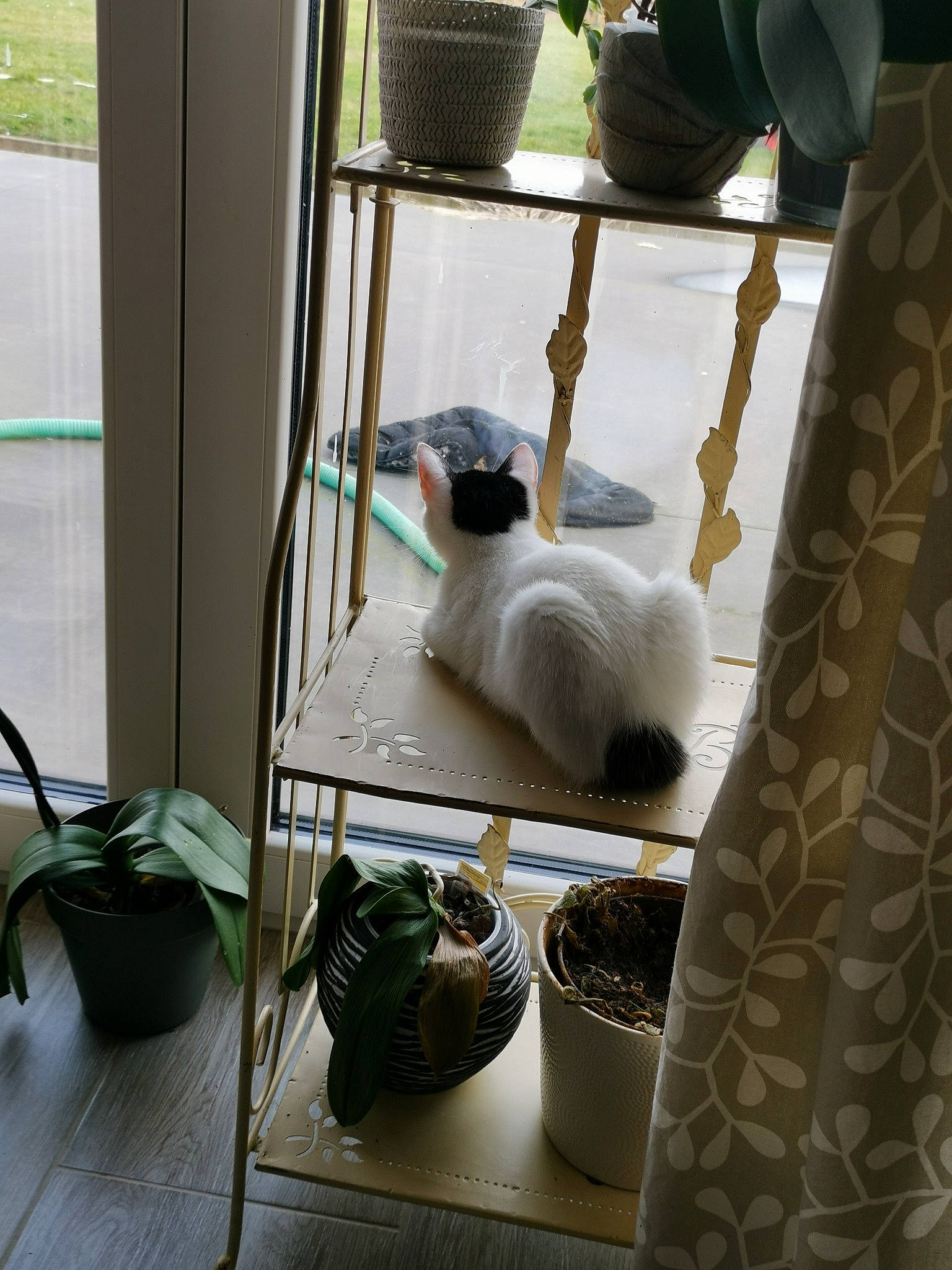 Leyla participe au concours pour gagner de l'argent avec cette photo : comfort, craft, earthenware, felidae, flooring, glass, green, hardwood, interior_design, linens, living_room, machine, pottery, room, serveware, small_to_medium_sized_cats, tableware, tail, window, wood