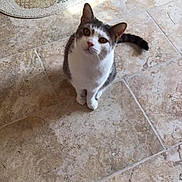 Bobby joined the competition — help win amazing prizes! cat, pet, animal, floor, tile, curious, white, gray, indoor, mat, sweet, looking_up, cute, feline, whiskers, ears, tail, domestic, small, sitting