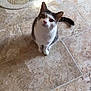 cat, pet, animal, floor, tile, curious, white, gray, indoor, mat, sweet, looking_up, cute, feline, whiskers, ears, tail, domestic, small, sitting