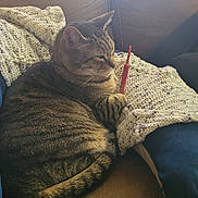Buddy joined the competition — help win amazing prizes! cat, tabby_cat, couch, blanket, crochet_hook, knitting, cozy, indoor, pet, feline, striped, resting, fur, domestic_animal, relaxing, home, comfort, sleepy, animal, cute