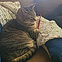 cat, tabby_cat, couch, blanket, crochet_hook, knitting, cozy, indoor, pet, feline, striped, resting, fur, domestic_animal, relaxing, home, comfort, sleepy, animal, cute