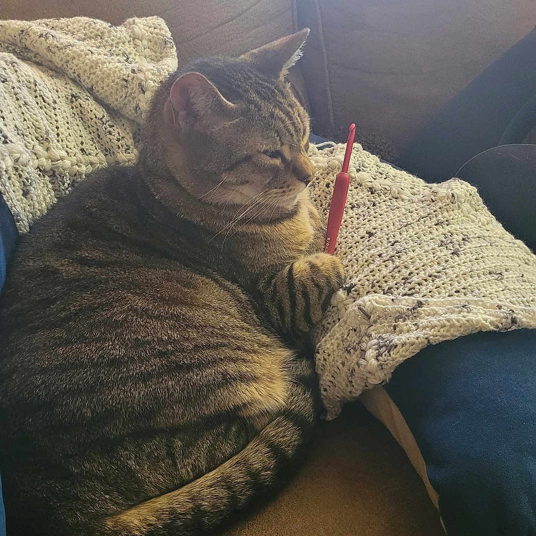 Buddy joined the competition — help win amazing prizes! animal, blanket, cat, comfort, couch, cozy, crochet_hook, cute, domestic_animal, feline, fur, home, indoor, knitting, pet, relaxing, resting, sleepy, striped, tabby_cat