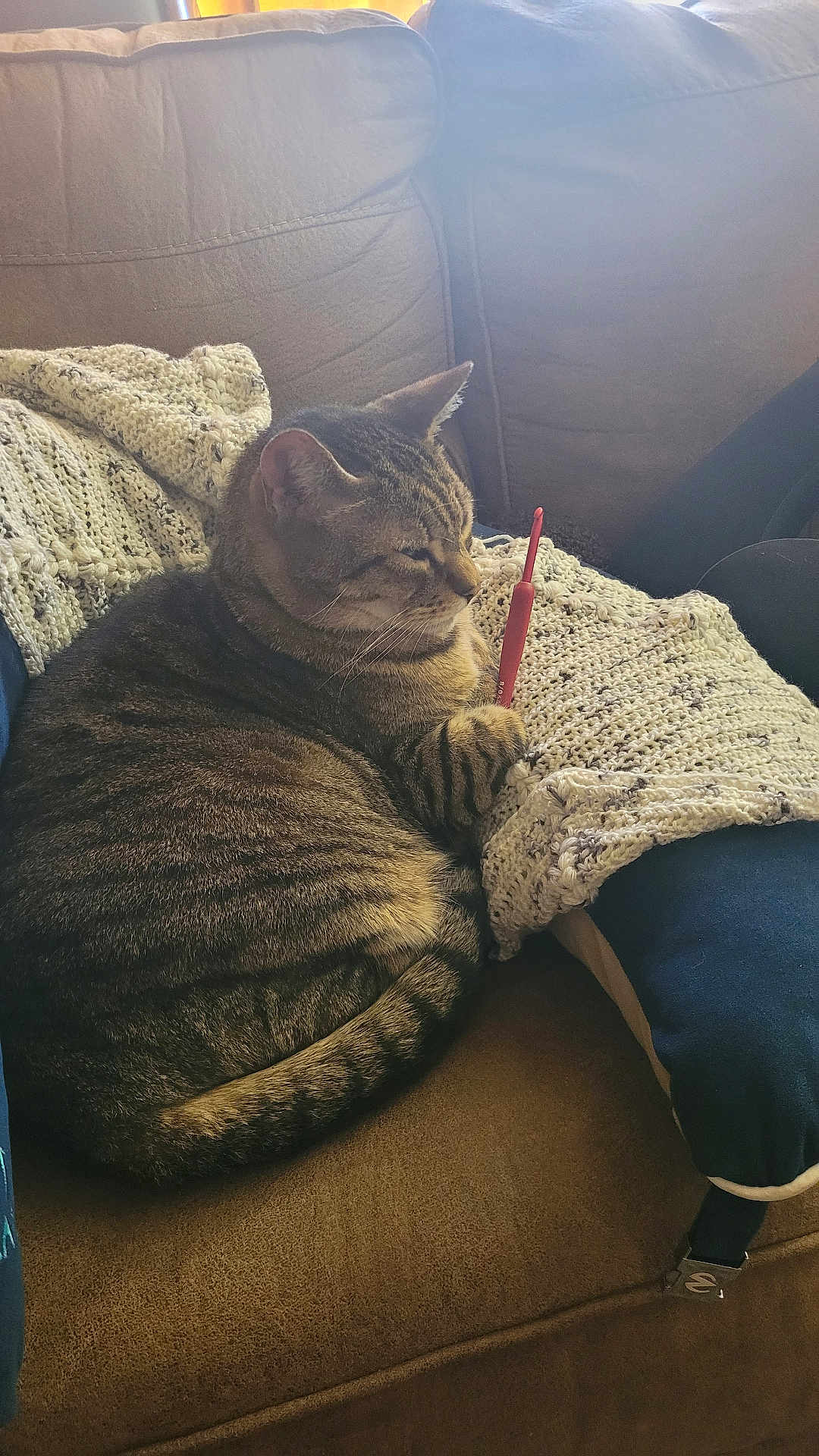 Buddy joined the competition — help win amazing prizes! cat, tabby_cat, couch, blanket, crochet_hook, knitting, cozy, indoor, pet, feline, striped, resting, fur, domestic_animal, relaxing, home, comfort, sleepy, animal, cute
