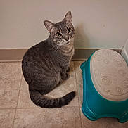 Sushi is registered to the contest to win money with this photo: cat, tabby_cat, gray_fur, pet, animal, sitting, indoors, bathroom, tile_floor, step_stool, turquoise, whiskers, ears, eyes, tail, portrait, looking_at_camera, home, floor, wall
