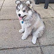 Boonty participe au concours pour gagner de l'argent avec cette photo : puppy, dog, outdoor, patio, playground, tongue_out, happy, fur, fluffy, sitting, pet, animal, toy, chair, ground, sunlight, collar, cute, young, nature