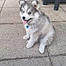 puppy, dog, outdoor, patio, playground, tongue_out, happy, fur, fluffy, sitting, pet, animal, toy, chair, ground, sunlight, collar, cute, young, nature