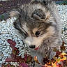 Boonty a rejoint le concours — aidez-le/la à gagner de superbes lots ! puppy, dog, fluffy, curious, outdoor, rocks, plants, leaves, nature, young_animal, tongue, close_up, pet, fur, cute, small, animal, garden, playful, adorable