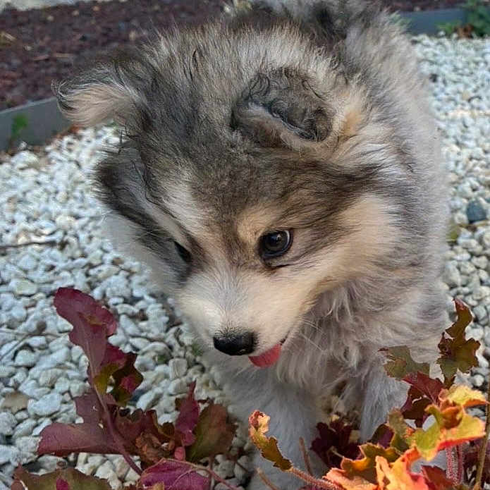 Boonty a rejoint le concours — aidez-le/la à gagner de superbes lots ! puppy, dog, fluffy, curious, outdoor, rocks, plants, leaves, nature, young_animal, tongue, close_up, pet, fur, cute, small, animal, garden, playful, adorable