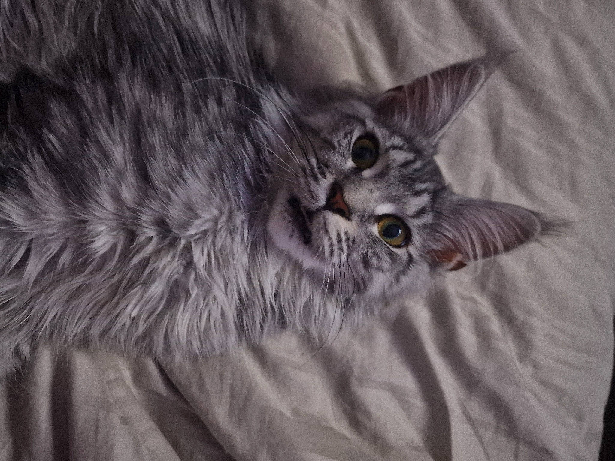 Blouma a rejoint le concours — aidez-le/la à gagner de superbes lots ! carnivore, cat, claw, close_up, domestic_short_haired_cat, felidae, fur, gesture, grey, maine_coon, monochrome, monochrome_photography, norwegian_forest_cat, paw, small_to_medium_sized_cats, snout, tail, terrestrial_animal, whiskers, wildlife