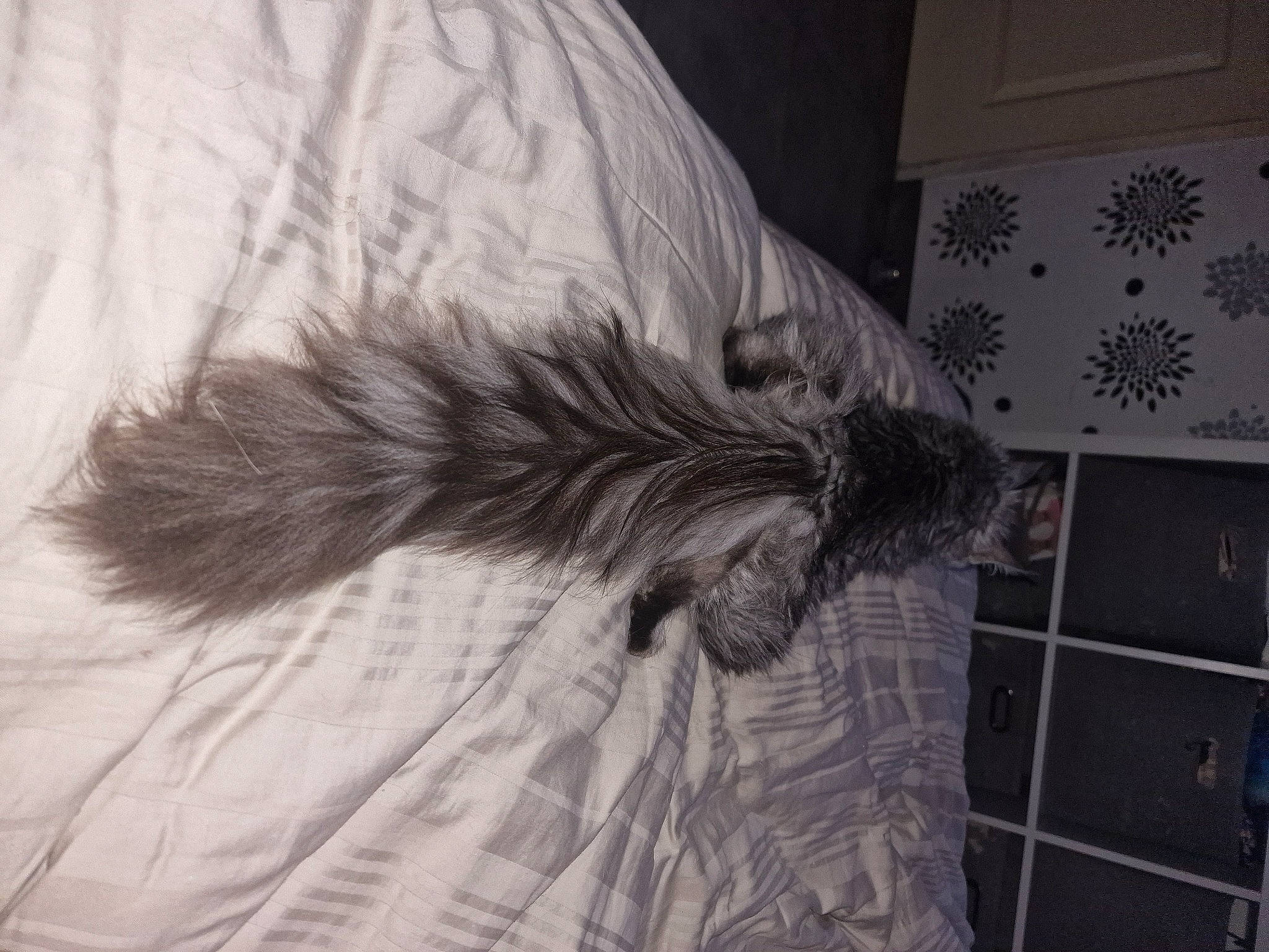 Blouma a rejoint le concours — aidez-le/la à gagner de superbes lots ! art, event, eyelash, fashion_accessory, feather, font, fur, grey, hair, monochrome, monochrome_photography, pattern, plant, shoulder, tail, tints_and_shades, tree, umbrella, visual_arts, wing