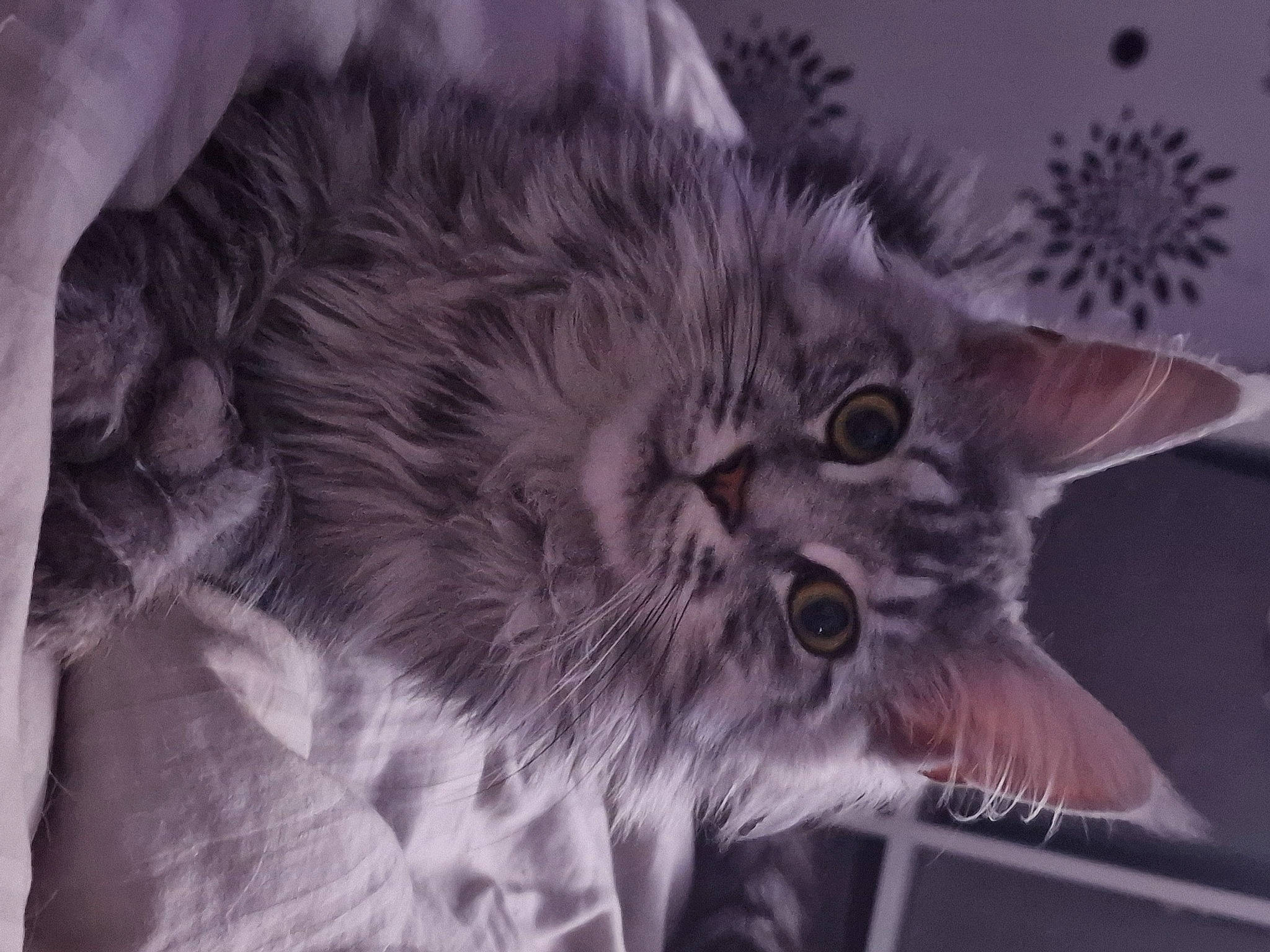 Blouma a rejoint le concours — aidez-le/la à gagner de superbes lots ! carnivore, cat, cloud, darkness, domestic_short_haired_cat, ear, felidae, fur, grey, monochrome, monochrome_photography, paw, plant, small_to_medium_sized_cats, snout, still_life_photography, tail, tree, whiskers, wildlife