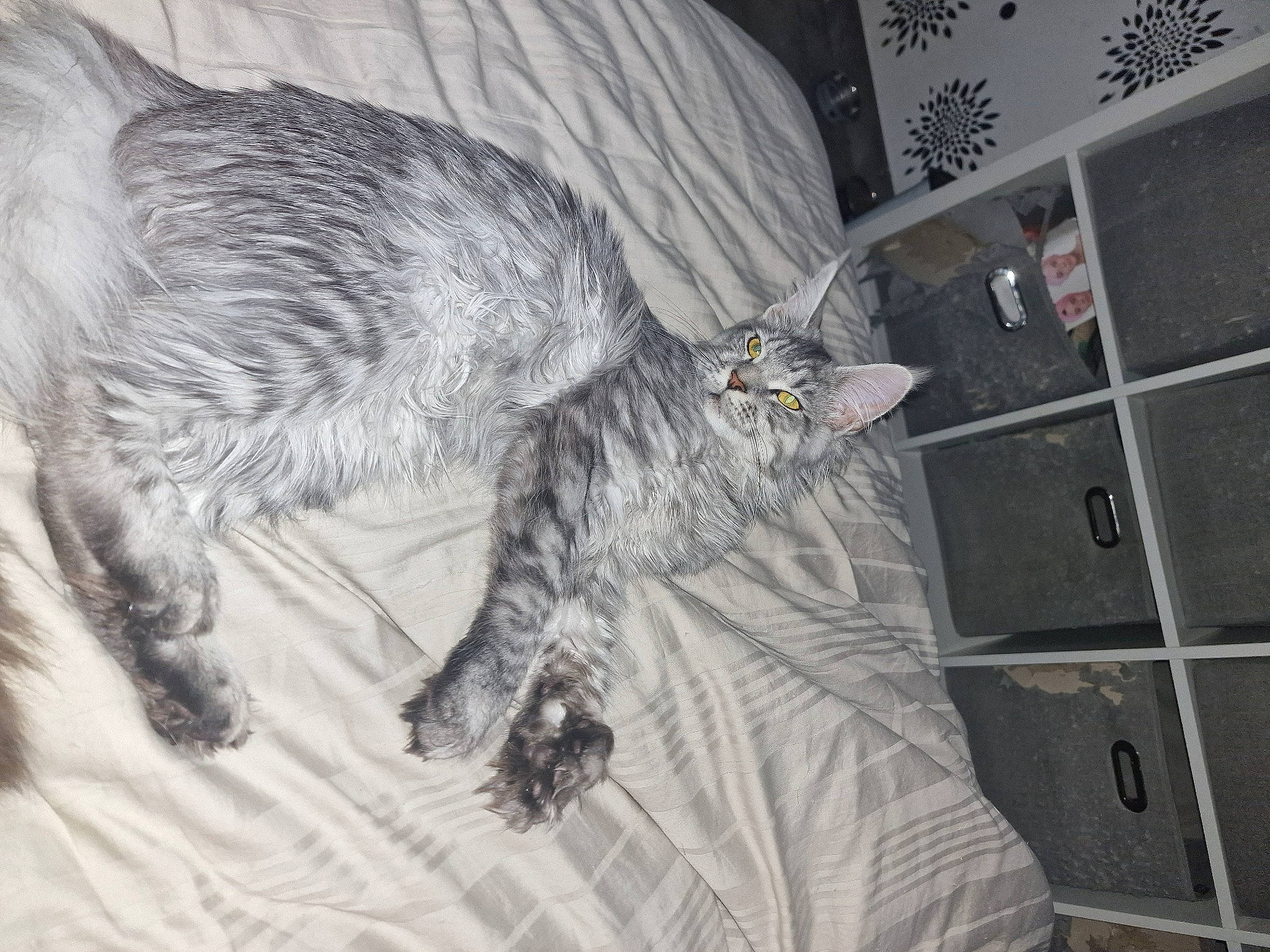 Blouma a rejoint le concours — aidez-le/la à gagner de superbes lots ! carnivore, cat, claw, comfort, domestic_short_haired_cat, felidae, fur, grey, nap, paw, small_to_medium_sized_cats, tail, whiskers